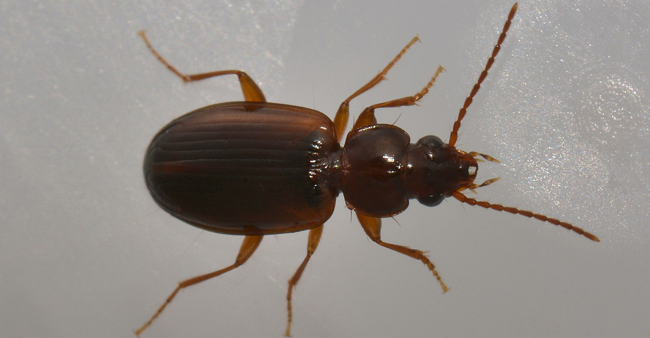 Trechus quadristriatus  (Carabidae)